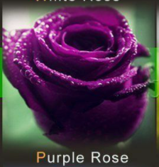 450 SEMI RARI ROSE 9 PER COLORAZIONI